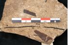 Foto (Detailansicht) von Cupressites freneloides Ettingshausen (NHMW-GEO-2024-0188-8229)